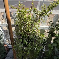 Succulent Plant With Plant Stand