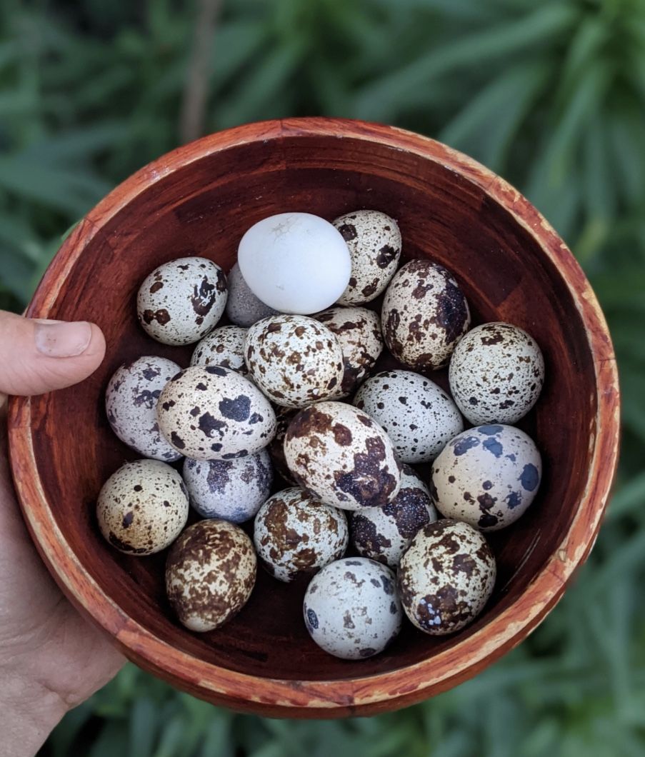Quail Eggs