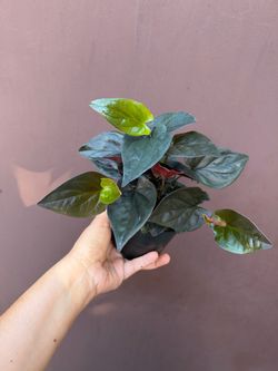 4” Syngonium llano carti