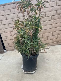 Large plant