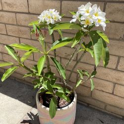 Plumeria 