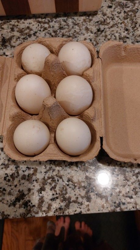 Half Dozen Unwashed Duck Eggs