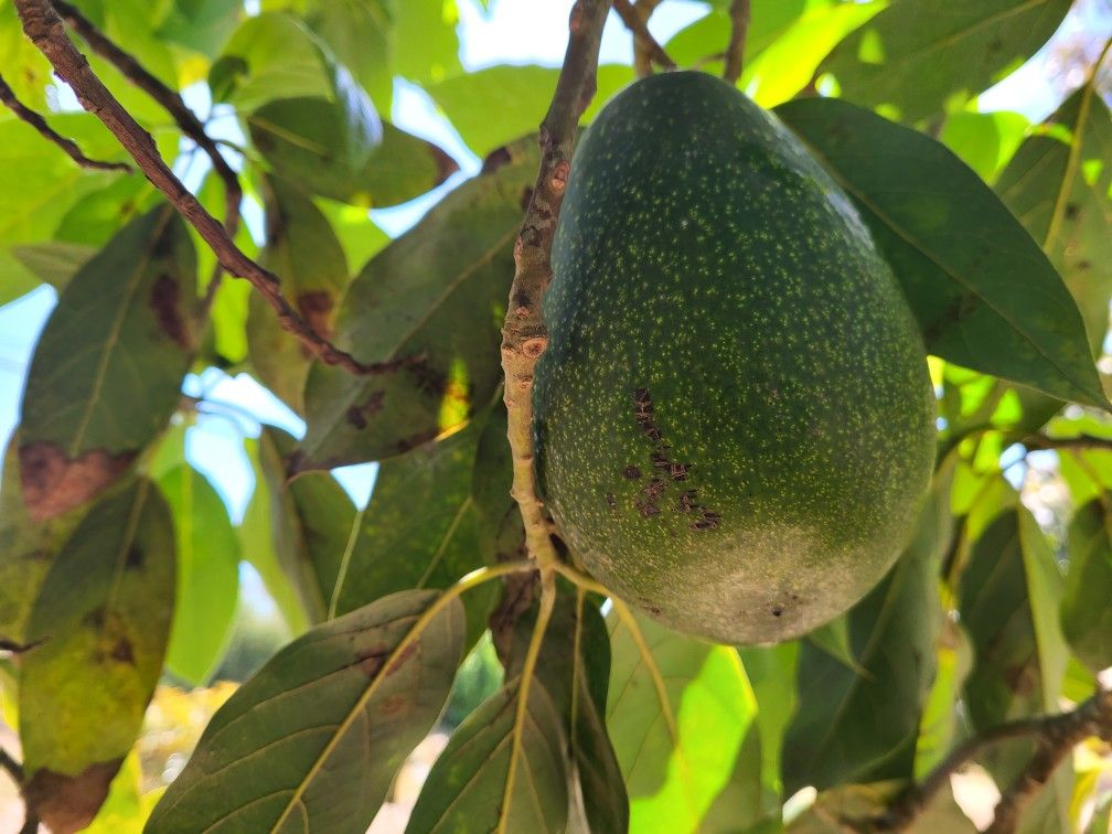 Fuerte Avocados Right Off The Tree