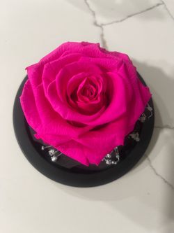 Preserved Rose in Glass Dome