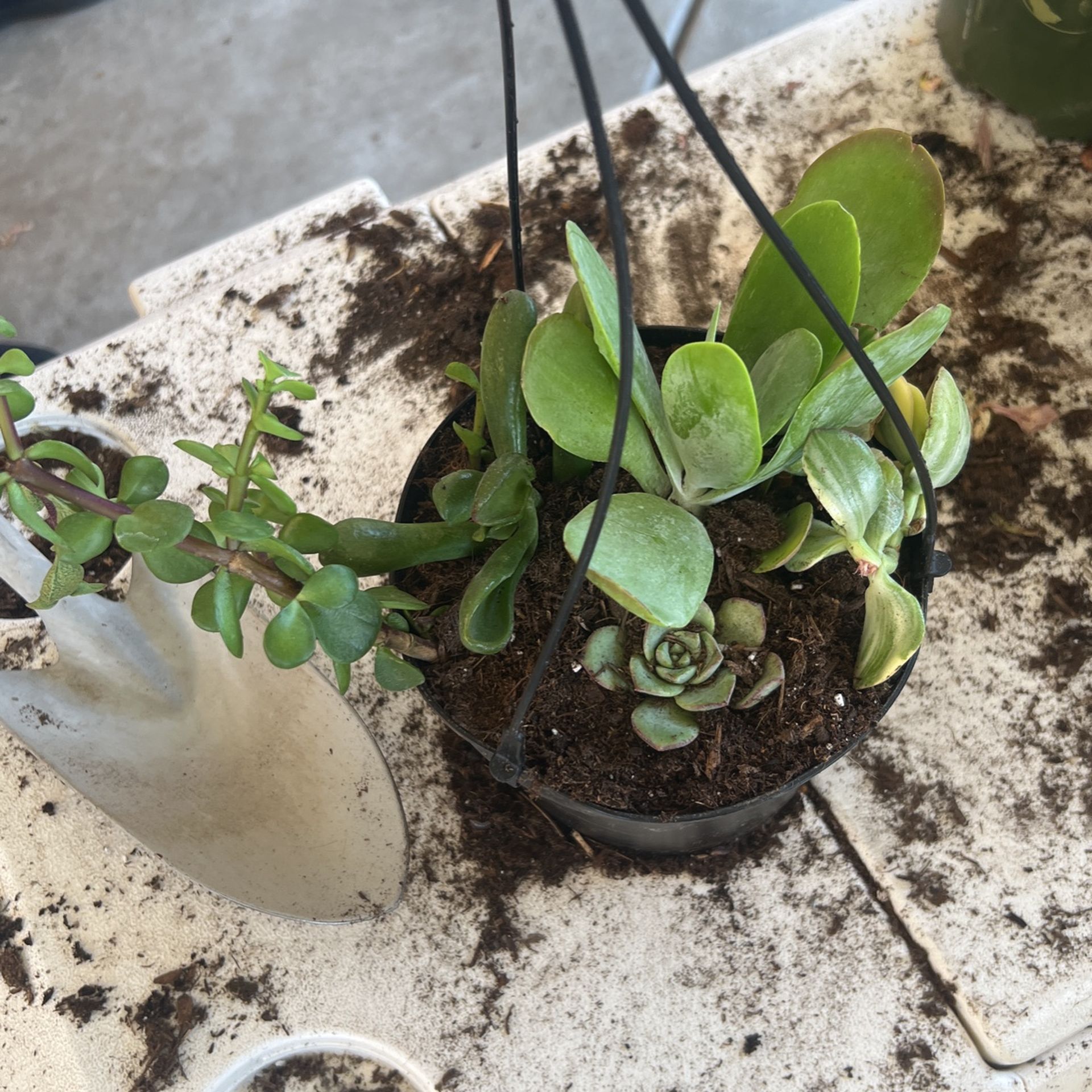 Succulents Plants