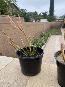 Cactus Pencil. sticks
