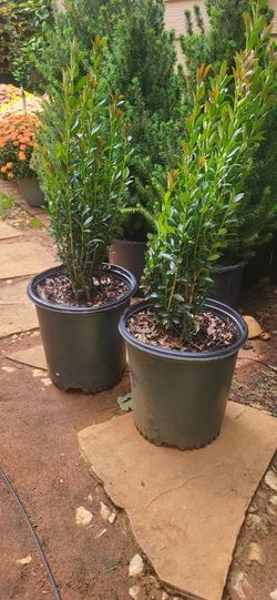 2.5qt Gal Japanese Pecil Shrubs $10 Each