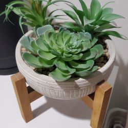 Desktop Succulent Decor