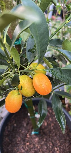 Nagami kumquat in 15 gallons