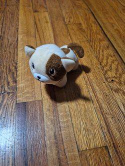A Cute cat