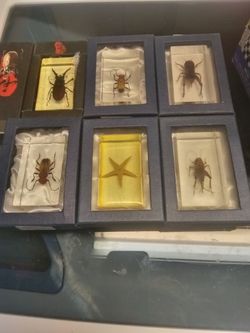 Resin Block Bugs And Star Fish