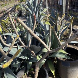 Plumeria Plant in Pot