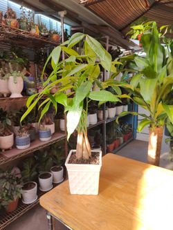 Money Tree