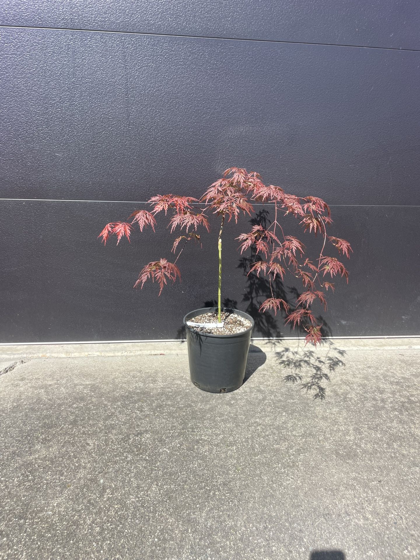 Wonderful Japanese Maple Tree In 2 Gal Nursery Pot
