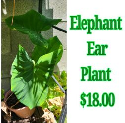 Elephant Ear Plant