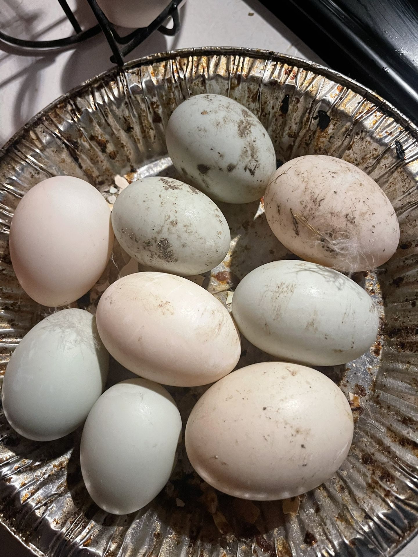 Cage Free Duck Eggs
