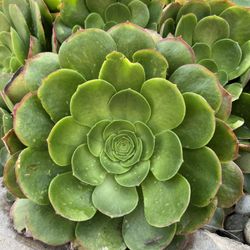 Aeonium succulents gigantic