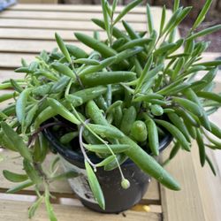 Live Rare Succulent Plant, Othonn Little Pickles Rooted in 3” Plant Pot, Hanging Beautiful Plant For Indoor Outdoor Wall Decor