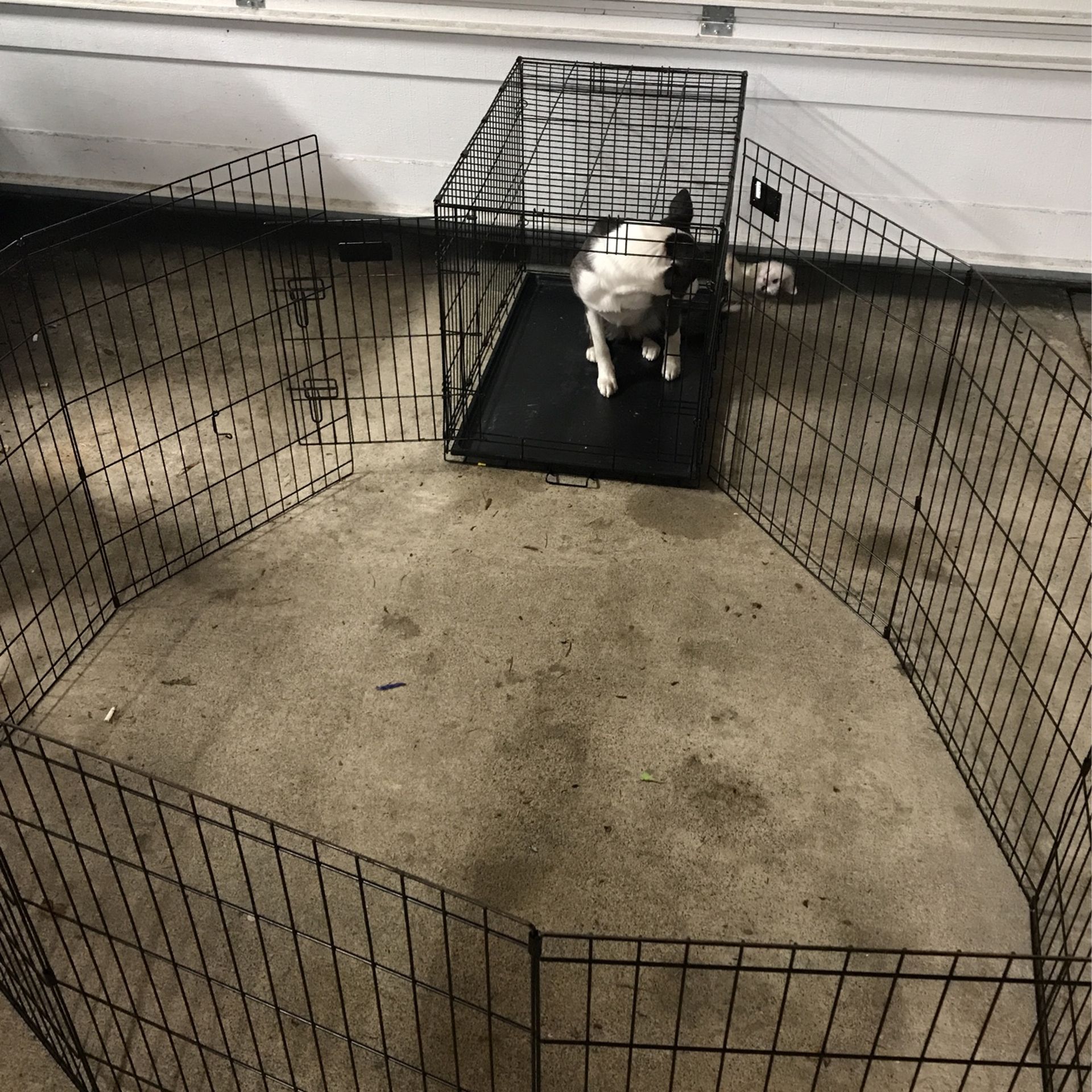 Dog Kennel