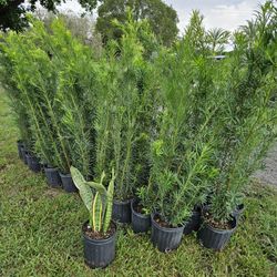 podocarpus 4 feet tall Instant Privacy  hegde  for fence 