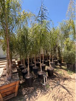 Palms 15 gal
