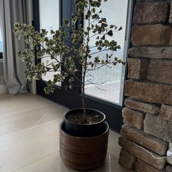 CB2 Planter with Plants 