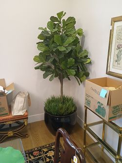 Large High-End Artificial Fiddle Leaf Fig Tree - White House Design Studio -7ft-
