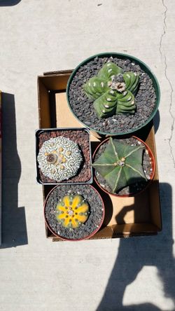 All cactus $100