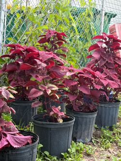Coleus (red) 3gallon