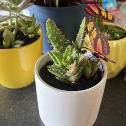 Succulents 