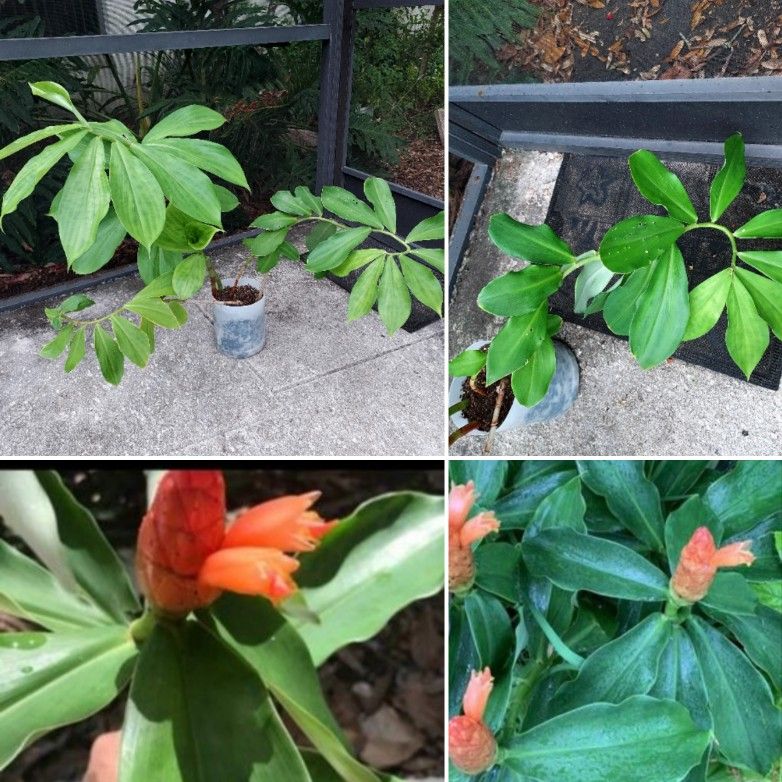 🌱Large Spiral Bamboo Ginger Tropical /Costa Rica Plant