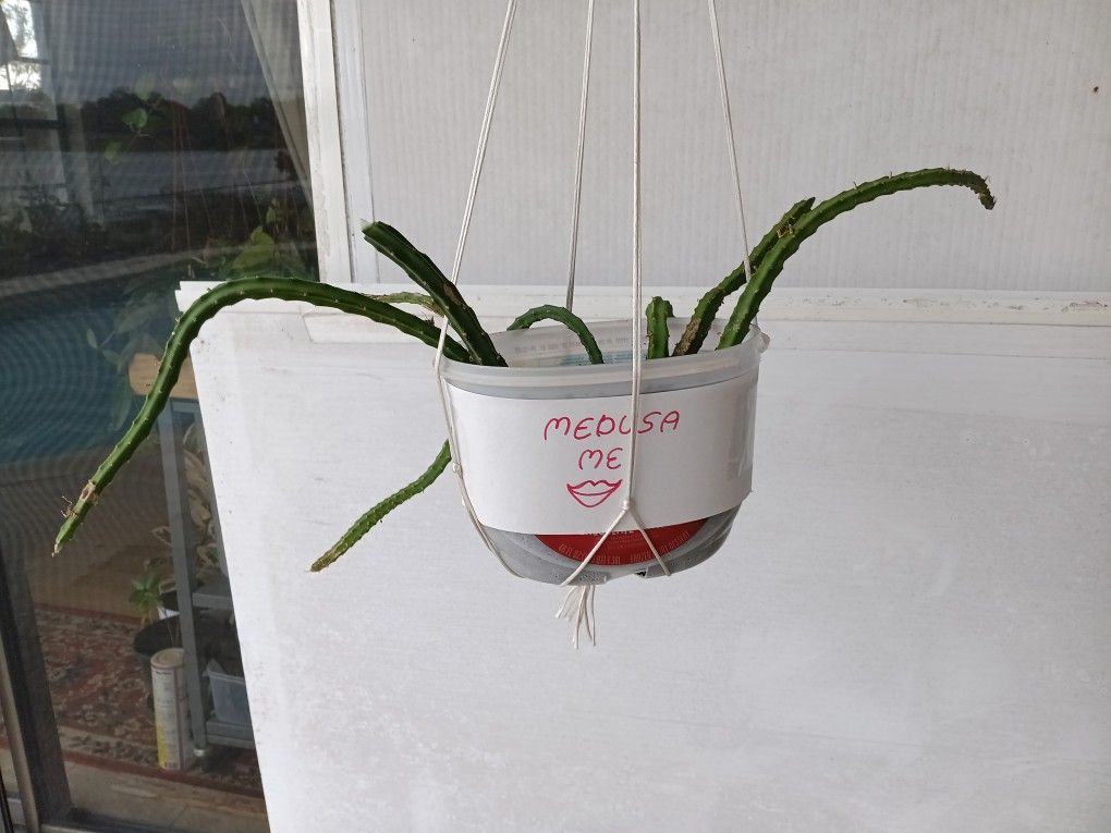 7 -PTeranthus Gloriosa Cuttings To Make Medusa Plant As Shown
