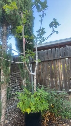 Hijo árbol