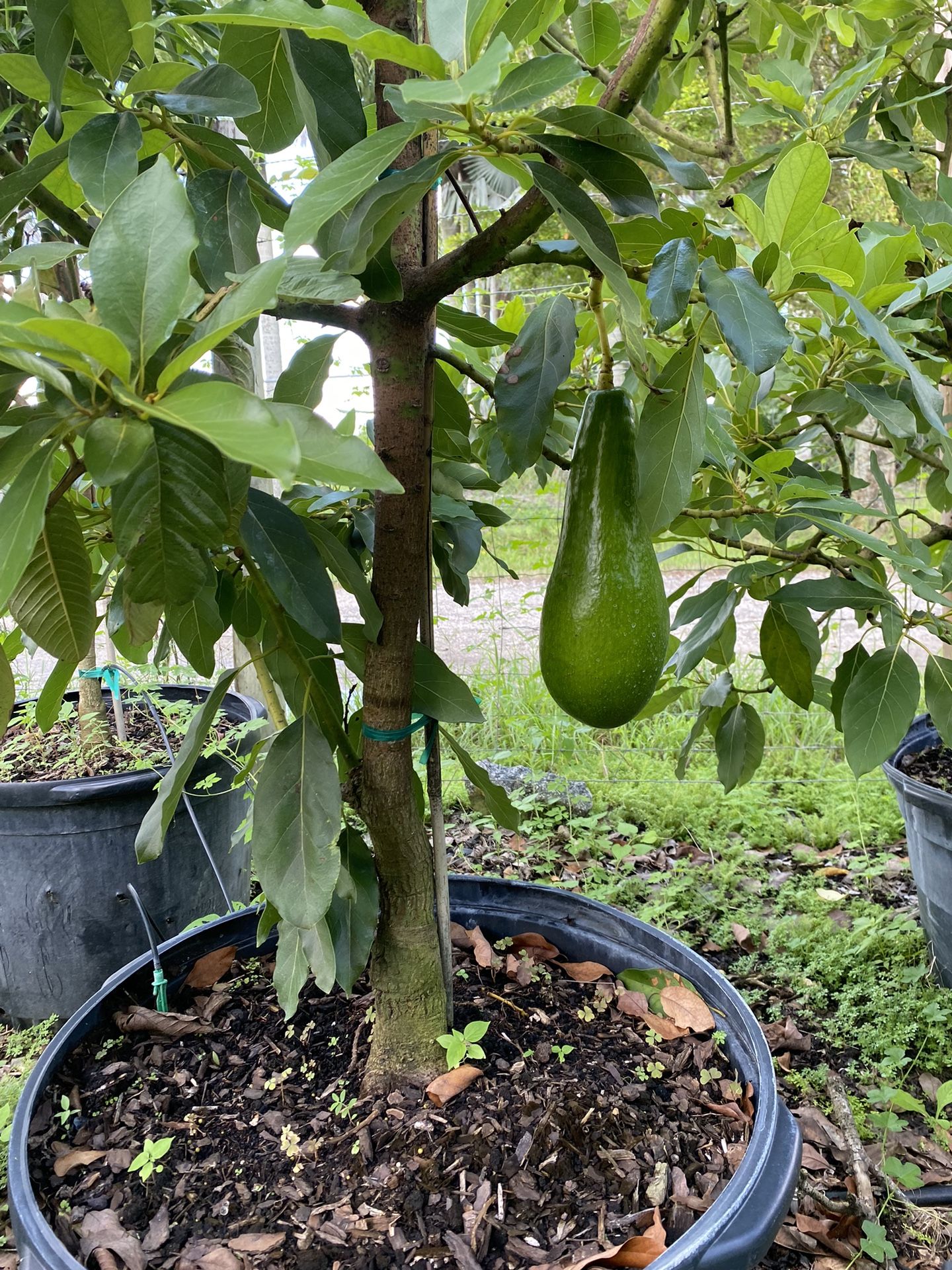 3 Gallon - Grafted Russell Avocado Tree 3 Feet
