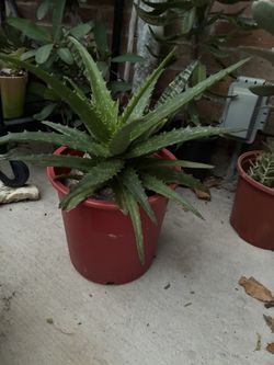 Maceta De Áloe Vera Muy Bonita Es De Colección 