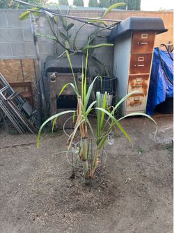 Plants