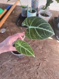Black velvet alocasia