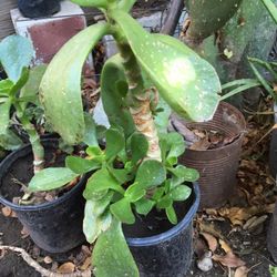 Planta De Sombra