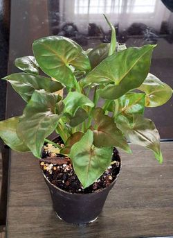 Live Healthy Syngonium Indoor Houseplants With 4 inch nursery pots $8