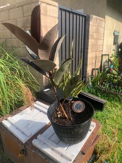 Rubber Tree Plant in Black Pot