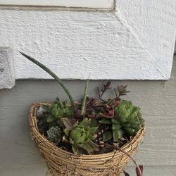 7 Hanging Succulent Baskets 