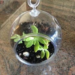 Hanging Planters 