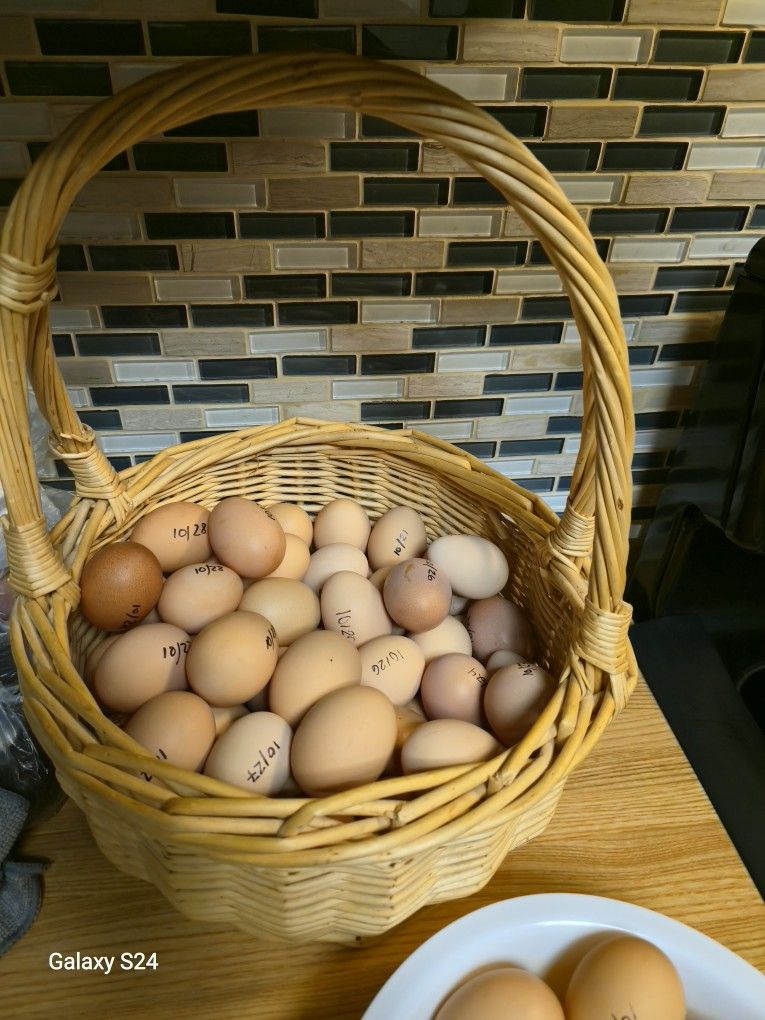 Fresh Eggs For Sale