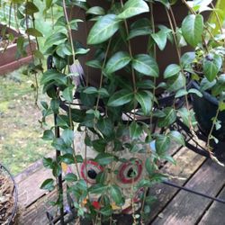 Periwinkle  Vinca-Vine  Perennial Plant, Ground Cover, Basket Filler.
