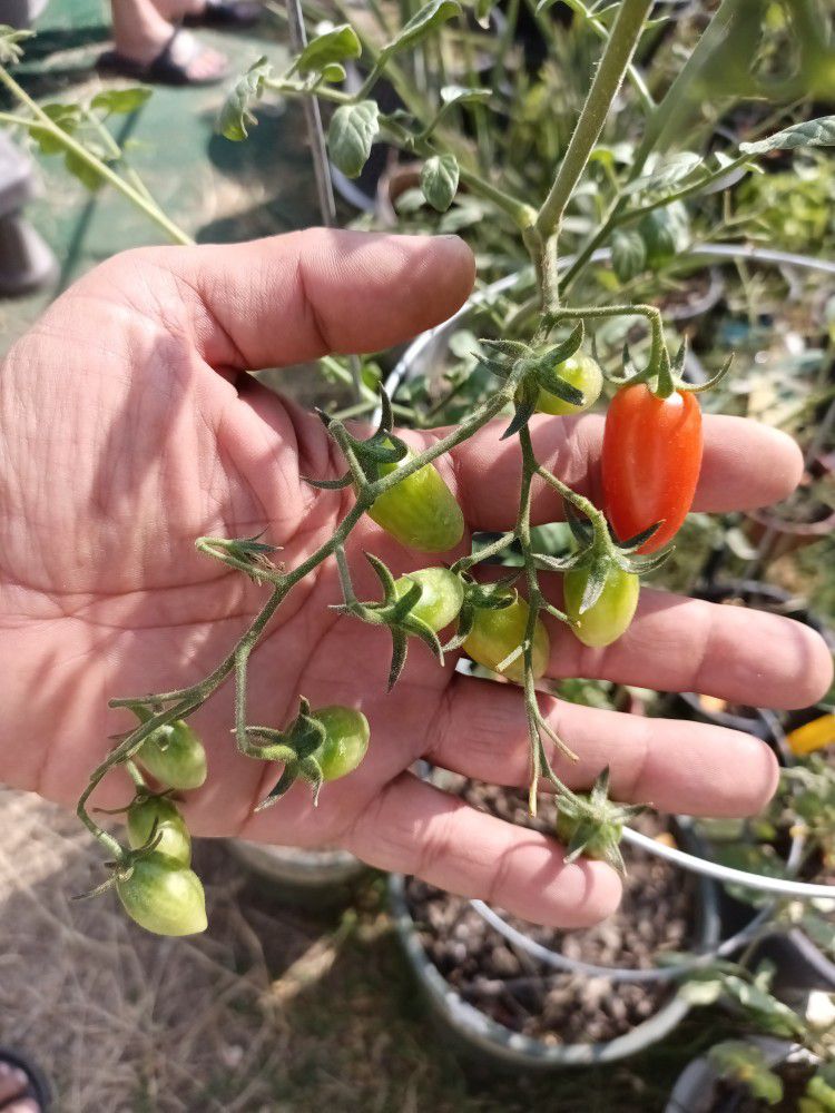 Fruiting And Flowering Grape Tomato Clones