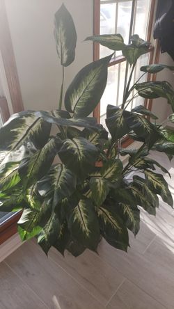 Artificial Plastic Plants Dieffenbachia