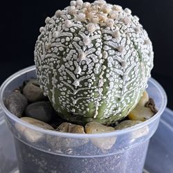 Astrophytum asterias 'Super Kabuto' cactus