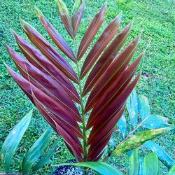 Chambeyronia macrocarpa (Flamethower Palm)