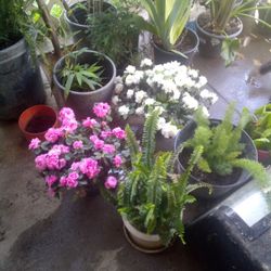 Plant Sale Today