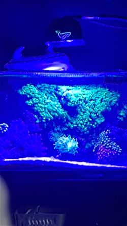 Full  saltwater Aquarium  setup